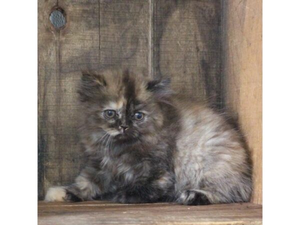 Persian CAT Female Tortishell 17690 Petland Topeka, Kansas