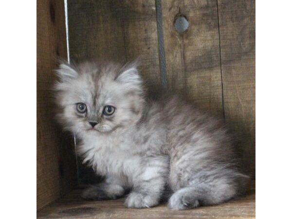 Persian-CAT-Male-Shaded Silver-17691-Petland Topeka, Kansas