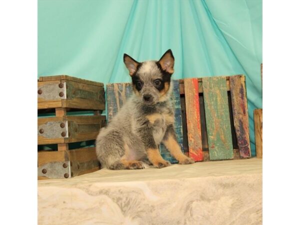 Australian Cattle Dog DOG Female Blue / Tan 17694 Petland Topeka, Kansas