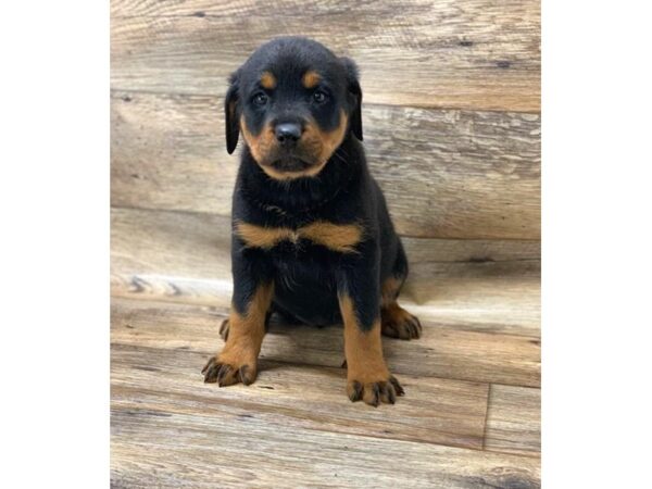 Rottweiler DOG Female Black / Mahogany 17692 Petland Topeka, Kansas