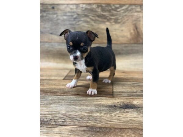 Chihuahua-DOG-Female-Black / Tan-17693-Petland Topeka, Kansas