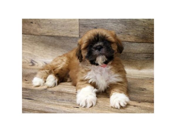 Lhasa Apso DOG Male Red / White 17699 Petland Topeka, Kansas