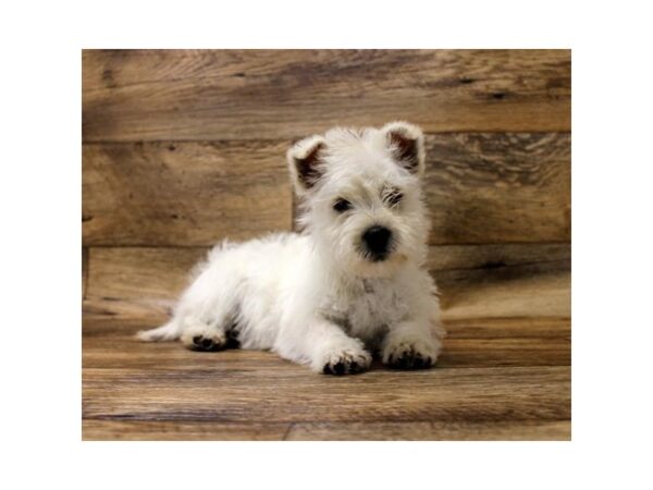 West Highland White Terrier-DOG-Female-White-17700-Petland Topeka, Kansas