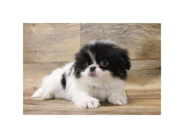 Japanese Chin DOG Female Black / White 17698 Petland Topeka, Kansas