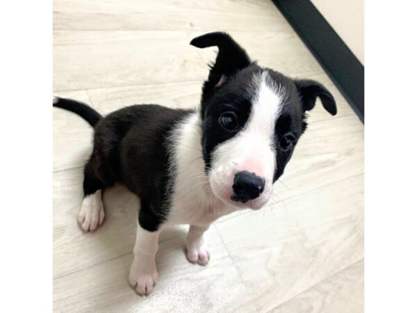 Border Collie DOG Female 17701 Petland Topeka, Kansas