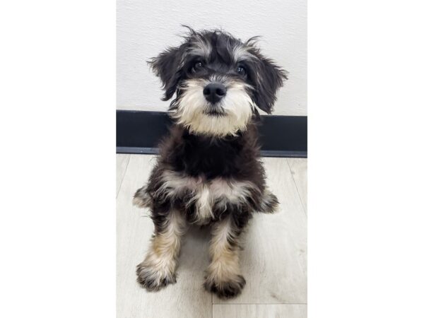 Schnoodle DOG Male 17704 Petland Topeka, Kansas