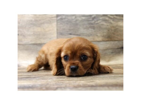 Cavalier King Charles Spaniel-DOG-Female-Ruby-17706-Petland Topeka, Kansas