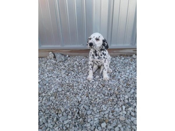 Dalmatian DOG Female Black / White 17709 Petland Topeka, Kansas