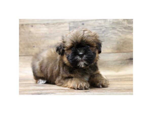 Lhasa Apso-DOG-Female-Golden-17717-Petland Topeka, Kansas