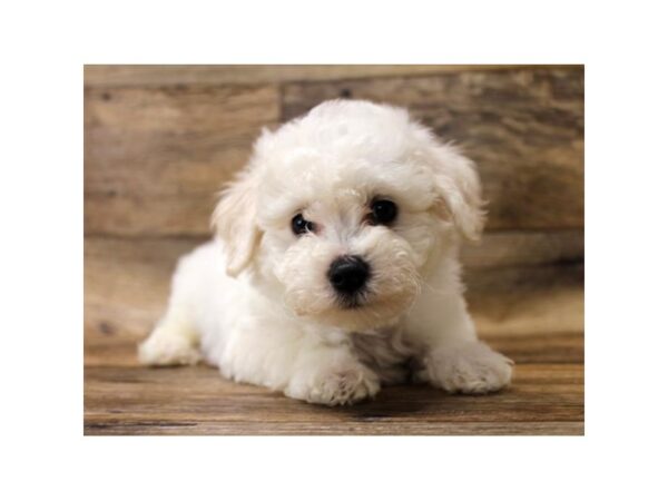 Bichon Frise-DOG-Male-White-17715-Petland Topeka, Kansas