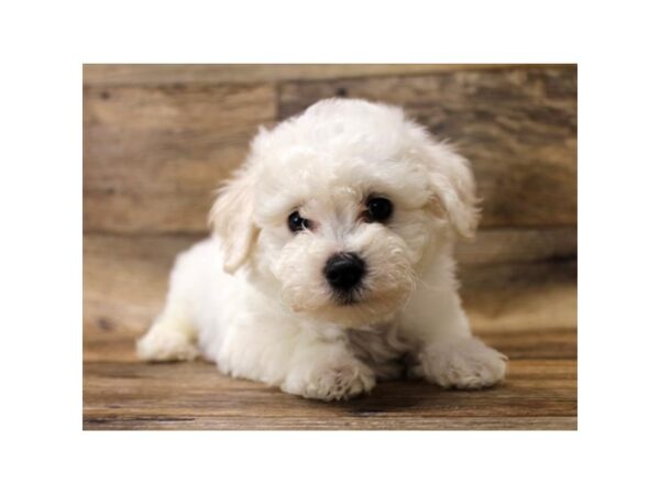 Bichon Frise DOG Male White 17715 Petland Topeka, Kansas