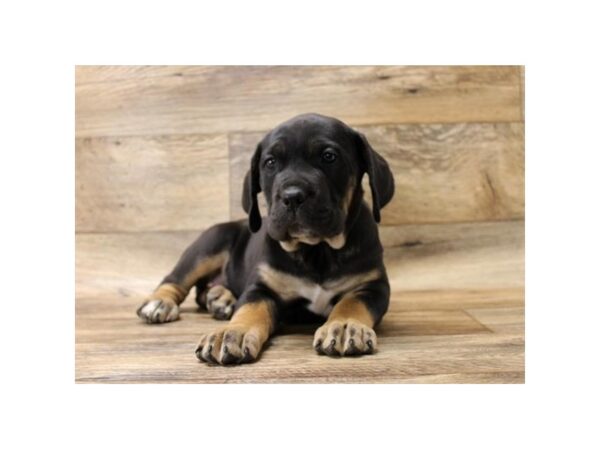 Cane Corso-DOG-Female-Black / Tan-17718-Petland Topeka, Kansas