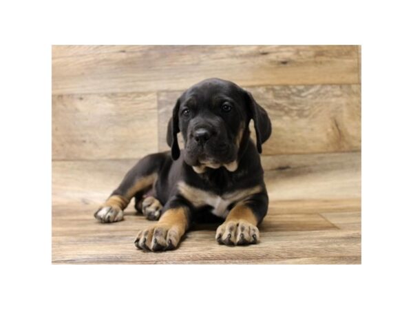 Cane Corso DOG Female Black / Tan 17718 Petland Topeka, Kansas