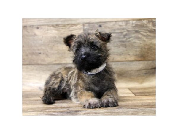 Cairn Terrier DOG Male Wheaten 17716 Petland Topeka, Kansas