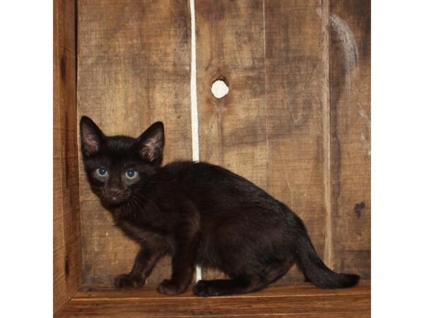 Persian/Sphynx-CAT-Male-Black-17722-Petland Topeka, Kansas