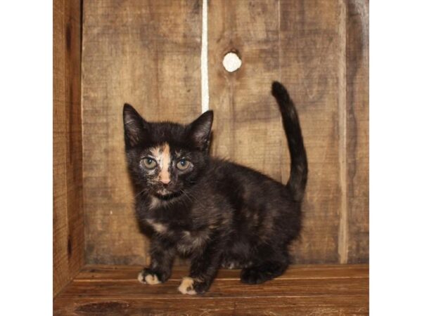 Persian/Sphynx CAT Female Tortishell 17723 Petland Topeka, Kansas