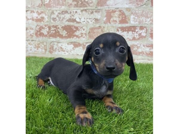 Dachshund DOG Female Black / Tan 17719 Petland Topeka, Kansas