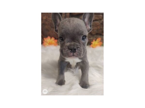 French Bulldog-DOG-Male-Blue-17729-Petland Topeka, Kansas