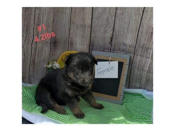 German Shepherd DOG Female 17736 Petland Topeka, Kansas