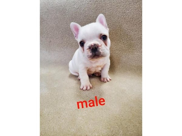 French Bulldog DOG Male Cream 17737 Petland Topeka, Kansas