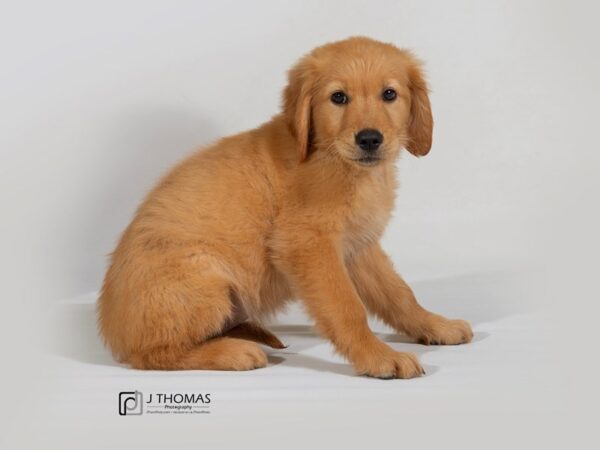 Golden Retriever DOG Female Dark Golden 17739 Petland Topeka, Kansas