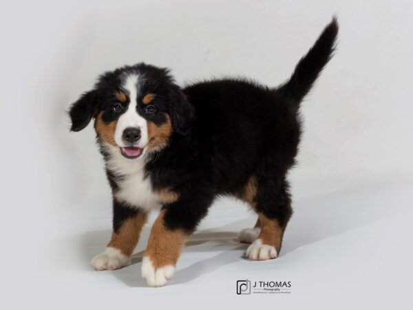 Bernese Mountain Dog DOG Female 17738 Petland Topeka, Kansas