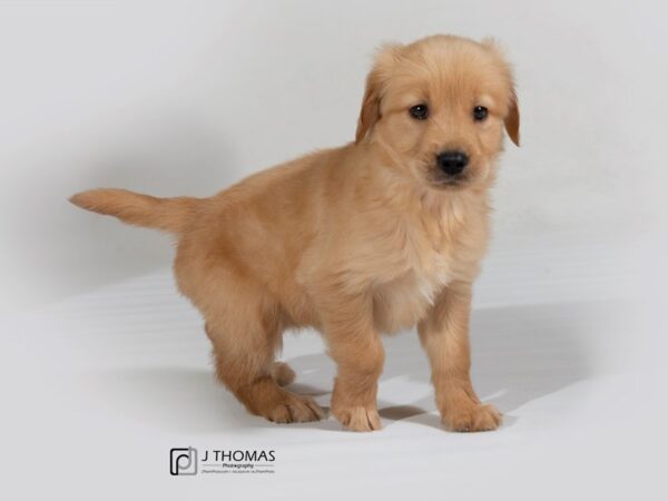 Golden Retriever DOG Female Light Golden 17727 Petland Topeka, Kansas