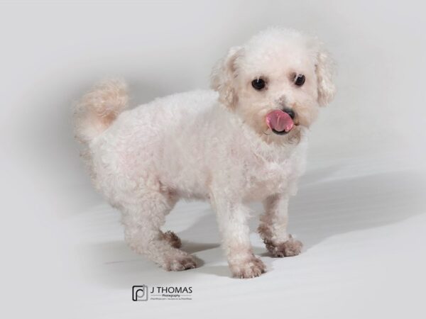 Bichon Frise DOG Female 17726 Petland Topeka, Kansas