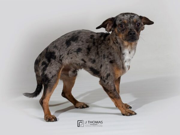 Chiweenie-DOG-Male--17724-Petland Topeka, Kansas