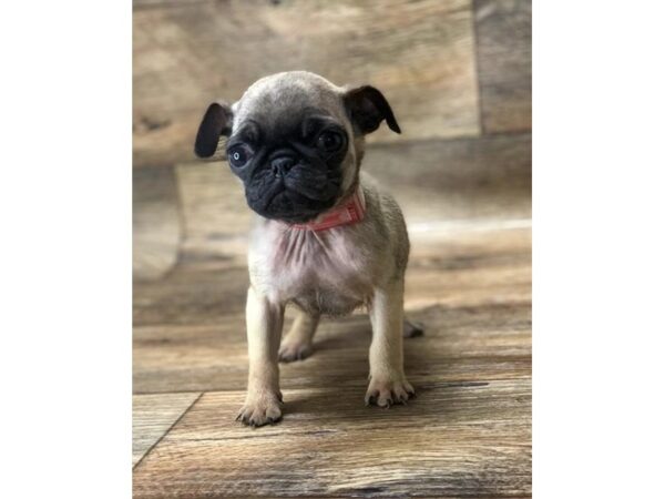 Pug-DOG-Male-Fawn-17742-Petland Topeka, Kansas