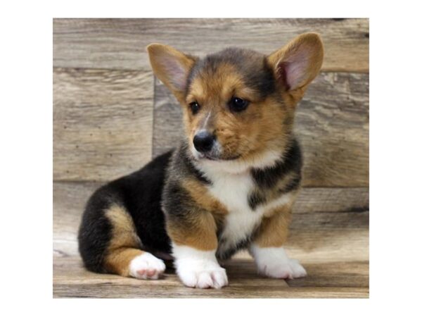 Pembroke Welsh Corgi DOG Male Black / Tan 17741 Petland Topeka, Kansas