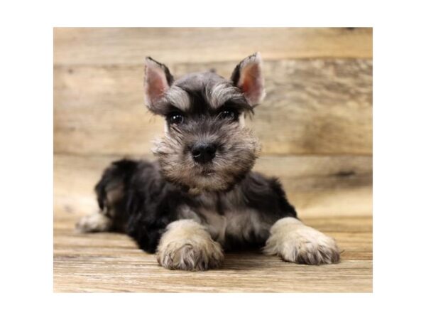 Miniature Schnauzer DOG Female Black / Silver 17740 Petland Topeka, Kansas