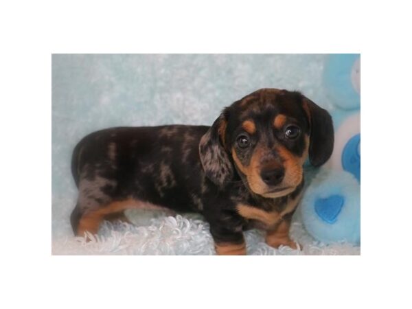 Dachshund-DOG-Male-Blk & Tn, Dpl-17743-Petland Topeka, Kansas