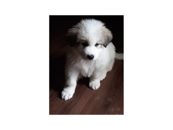 Great Pyrenees-DOG-Male--17748-Petland Topeka, Kansas