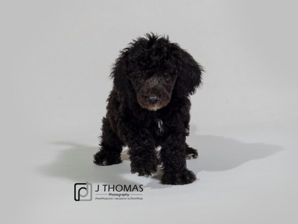 Standard Poodle DOG Male 17745 Petland Topeka, Kansas