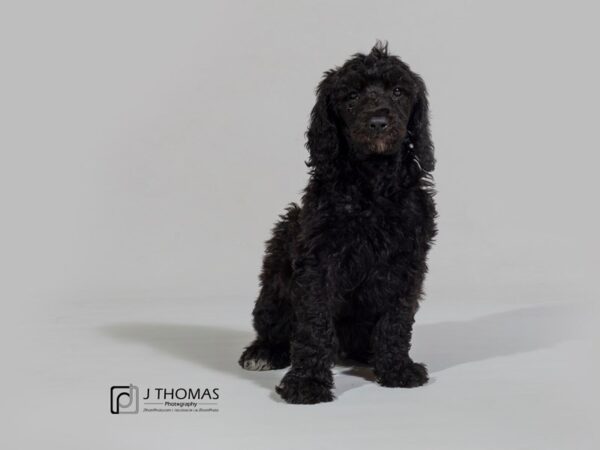 Standard Poodle DOG Male 17744 Petland Topeka, Kansas