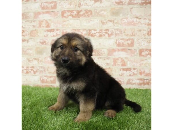 German Shepherd Dog DOG Female Black / Tan 17753 Petland Topeka, Kansas