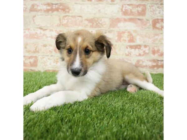 Shetland Sheepdog DOG Female Sable / White 17751 Petland Topeka, Kansas