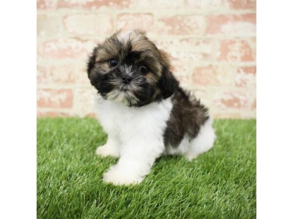 Shih Tzu DOG Male Brindle / White 17752 Petland Topeka, Kansas