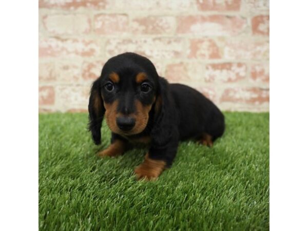 Dachshund DOG Male Black / Tan 17750 Petland Topeka, Kansas