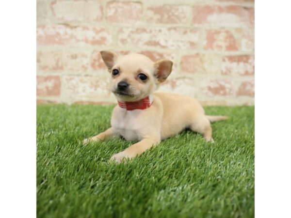 Chihuahua DOG Female Cream 17749 Petland Topeka, Kansas