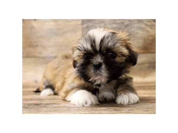 Lhasa Apso-DOG-Female-Golden-17761-Petland Topeka, Kansas