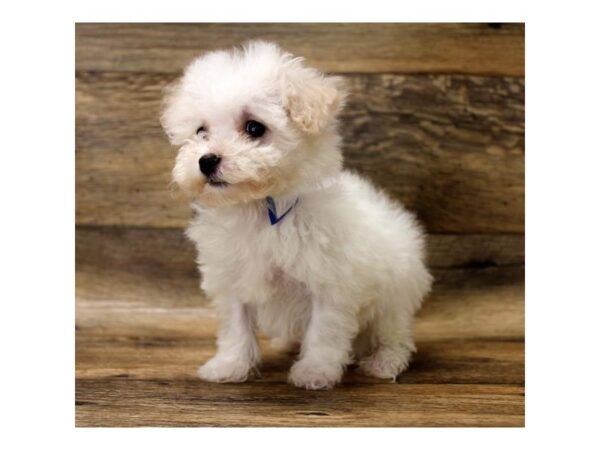 Bichon Frise DOG Male White 17760 Petland Topeka, Kansas