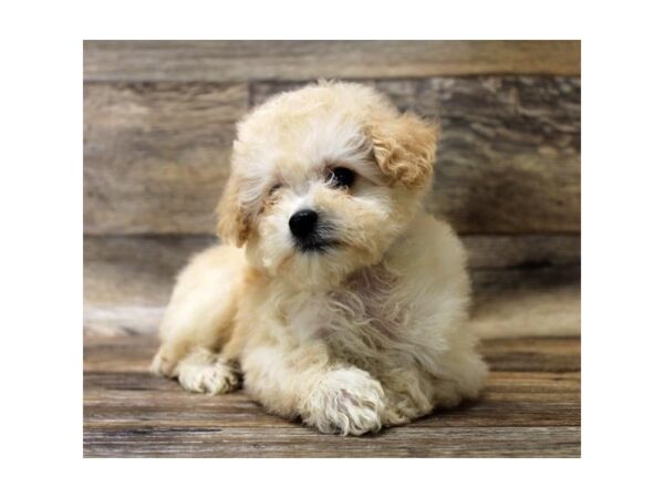 Bichapoo-DOG-Female-Apricot-17762-Petland Topeka, Kansas