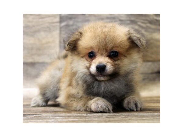 Pomeranian-DOG-Male-Orange Sable-17763-Petland Topeka, Kansas