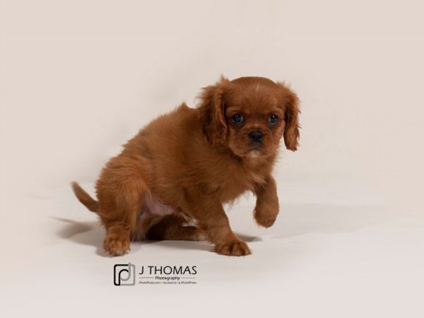 Cavalier King Charles Spaniel-DOG-Male-Ruby-17767-Petland Topeka, Kansas