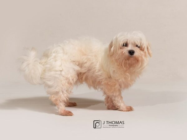 Maltese DOG Male White 17766 Petland Topeka, Kansas