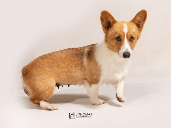 Pembroke Welsh Corgi-DOG-Female-Sable and White-17764-Petland Topeka, Kansas