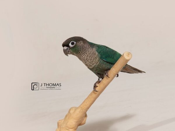 Blue Green Cheek Conure BIRD Male 17759 Petland Topeka, Kansas