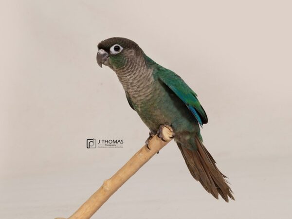 Blue Green Cheek Conure BIRD Male 17758 Petland Topeka, Kansas
